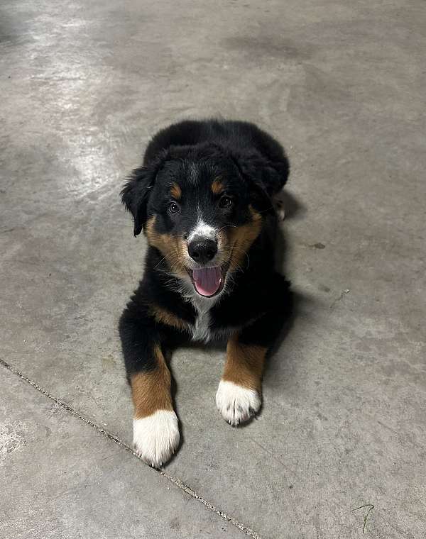 double-coated-australian-shepherd