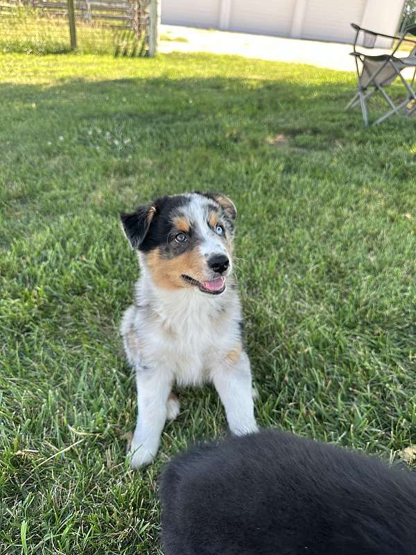 double-coated-australian-shepherd