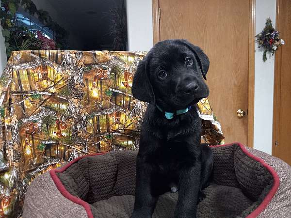 short-haired-labrador-retriever