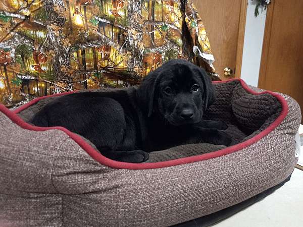 black-labrador-retriever