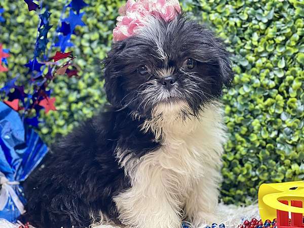 mixed-shih-tzu-dog