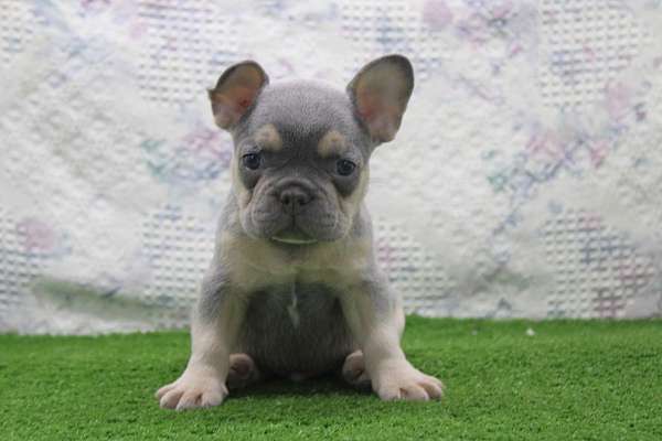 male-french-bulldog