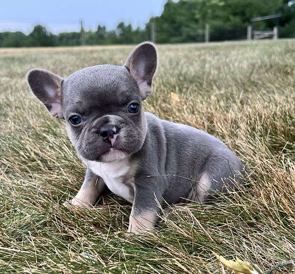 male-french-bulldog