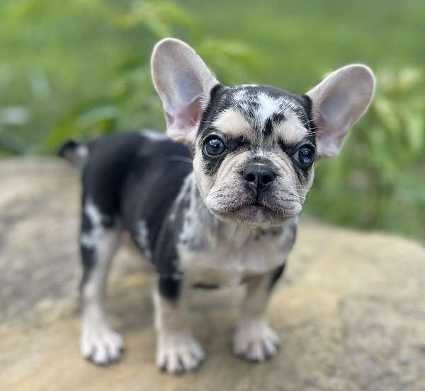 male-french-bulldog