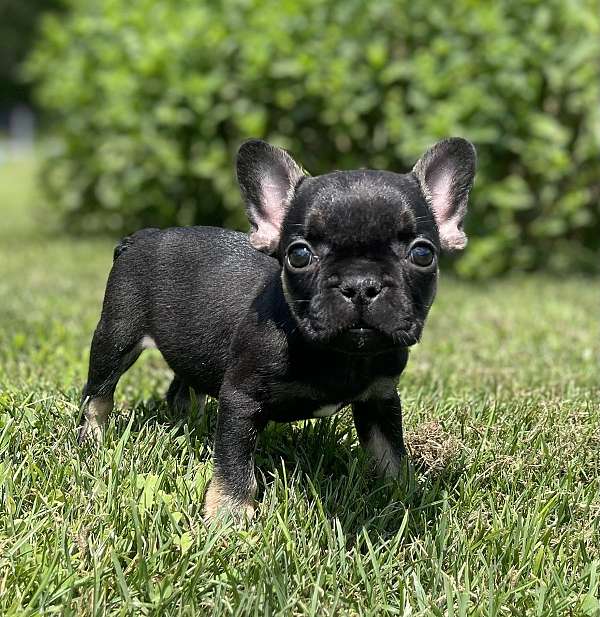 female-french-bulldog