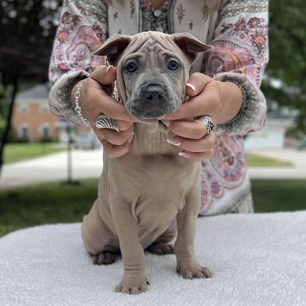 rhodesian-ridgeback-puppy