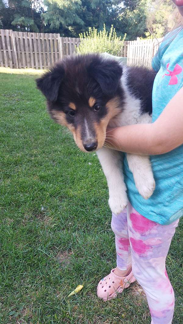 female-rough-collie-dog