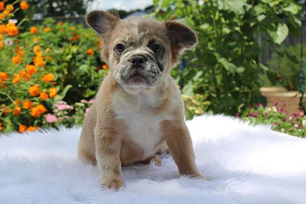 female-french-bulldog