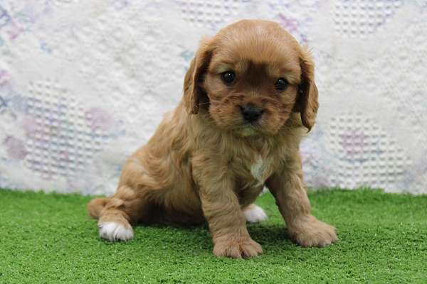 male-cavalier-king-charles-spaniel-puppy