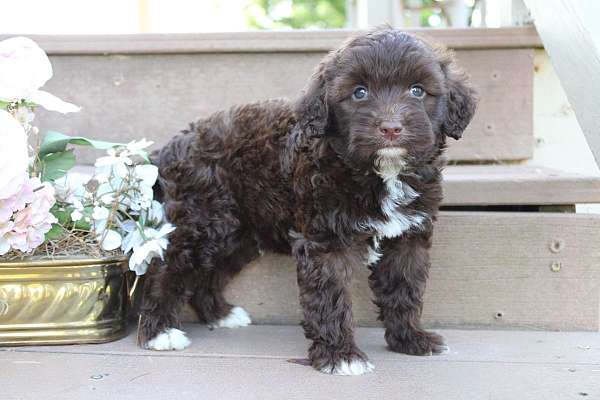 male-portuguese-water-puppy