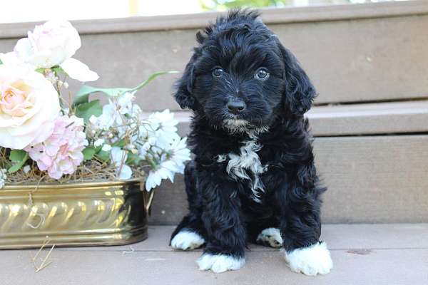 female-portuguese-water-puppy