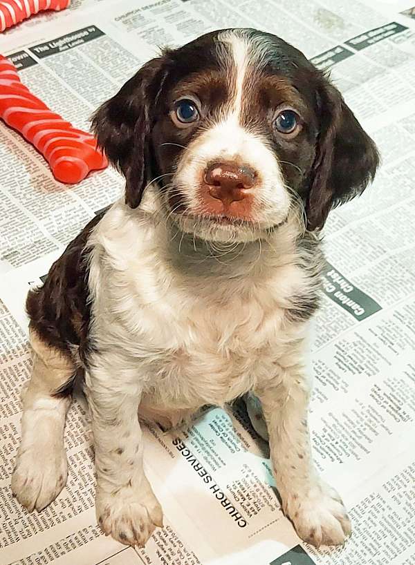 liver-male-brittany-spaniel