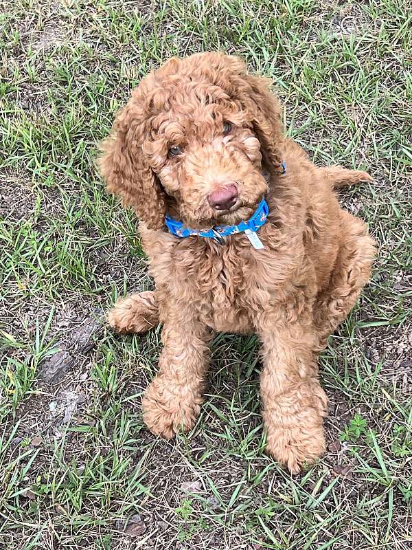 male-labradoodle-dog