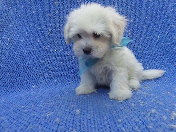 Maltese Puppies