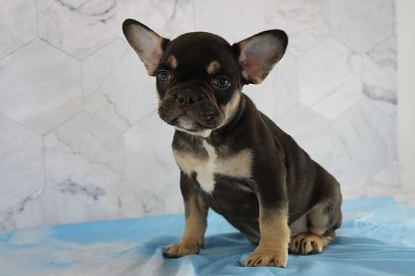 chocolate-tan-male-bulldog-french-bulldog