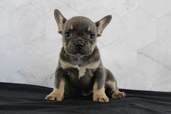 female-french-bulldog