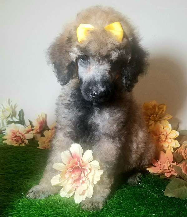 standard-sable-poodle