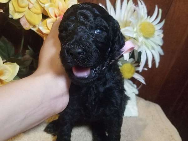 standard-sable-white-poodle