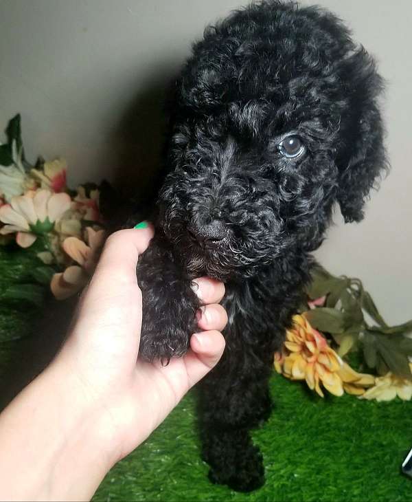 male-standard-poodle-puppy