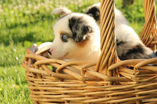 double-coated-mini-australian-shepherd