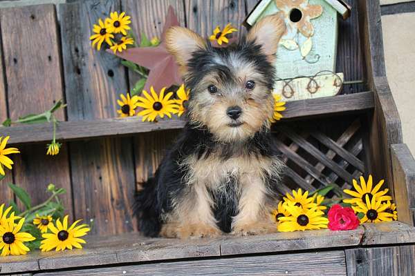 male-yorkshire-terrier-puppy