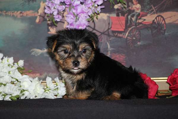 male-yorkshire-terrier-puppy