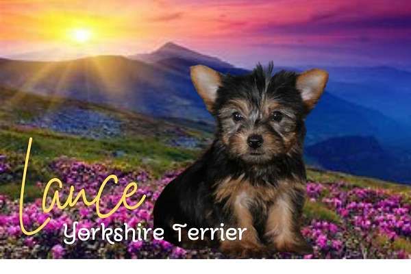 male-yorkshire-terrier-puppy