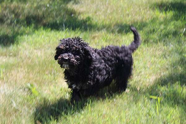 female-miniature-poodle-puppy