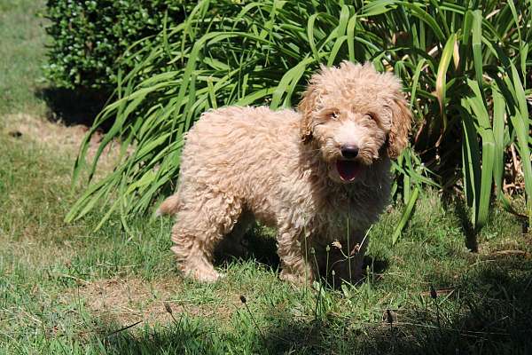 female-miniature-poodle-puppy