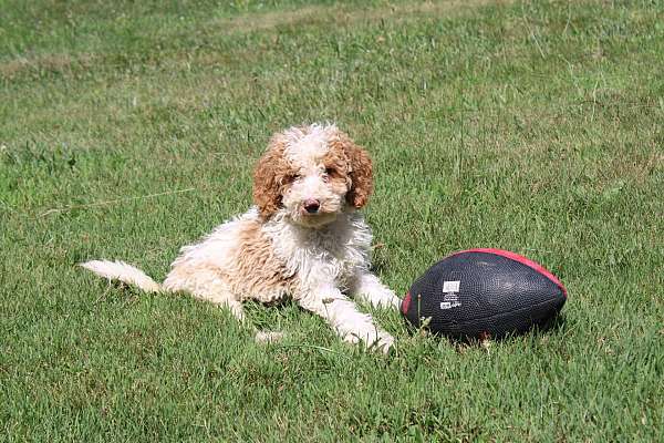 male-miniature-poodle-puppy