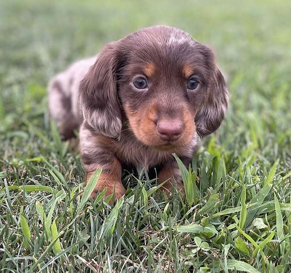 male-dachshund-puppy