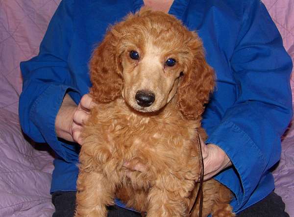 male-miniature-poodle-dog