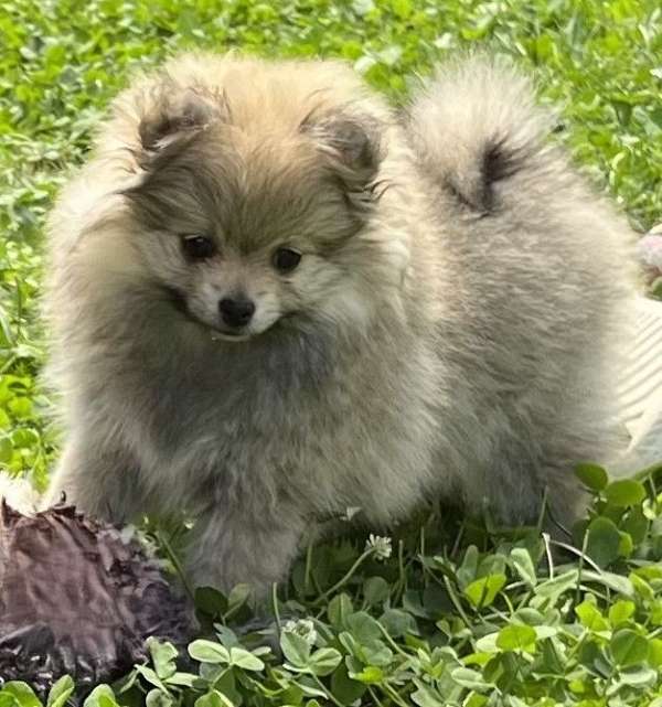 double-coated-pomeranian