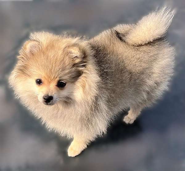 double-coated-pomeranian