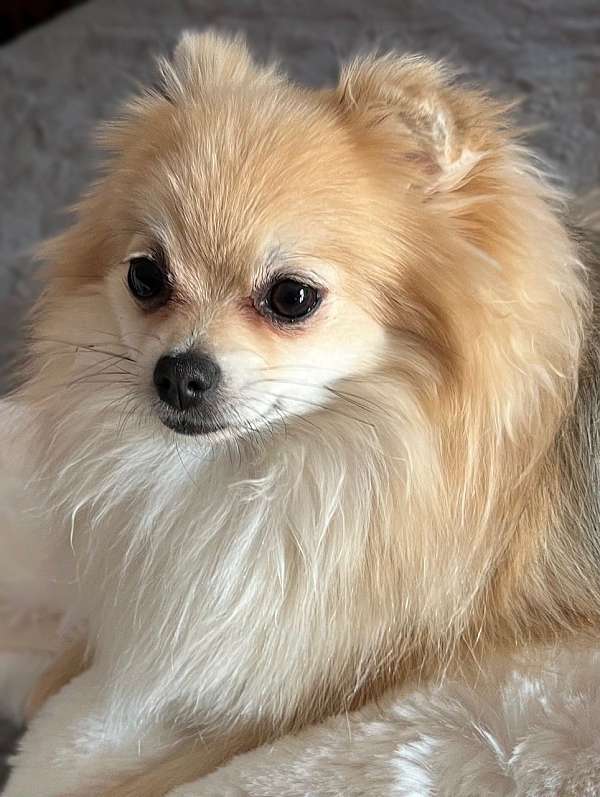 double-coated-pomeranian