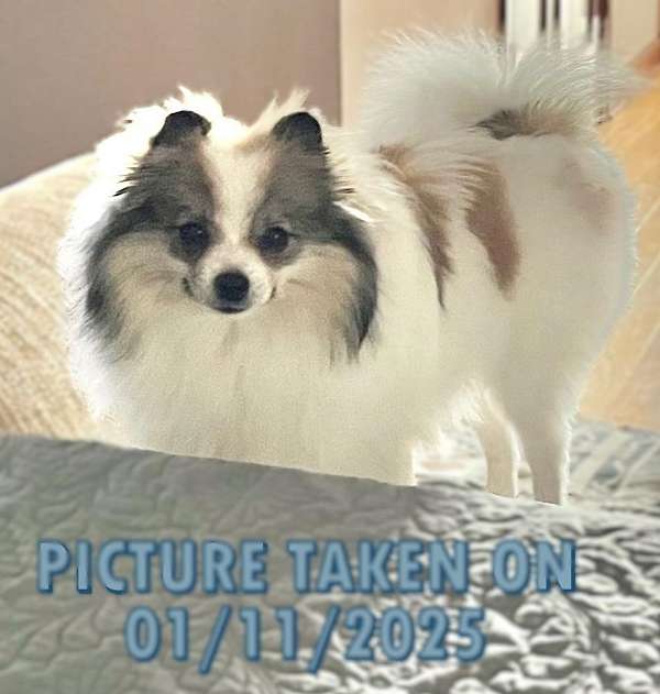 double-coated-pomeranian