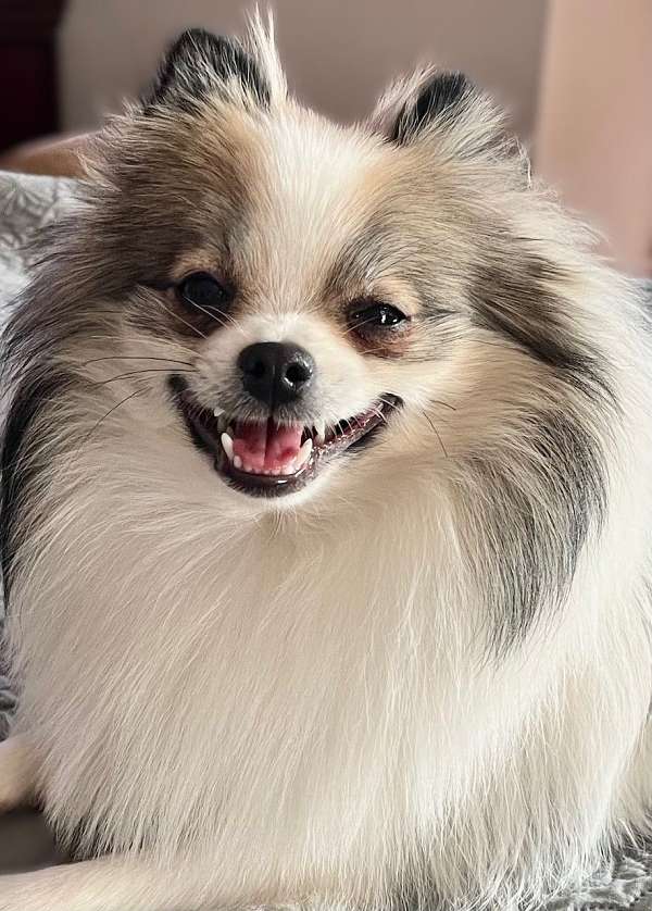 double-coated-pomeranian