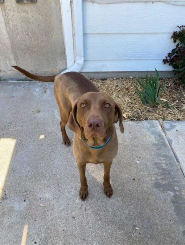 champagne-standard-labrador-retriever