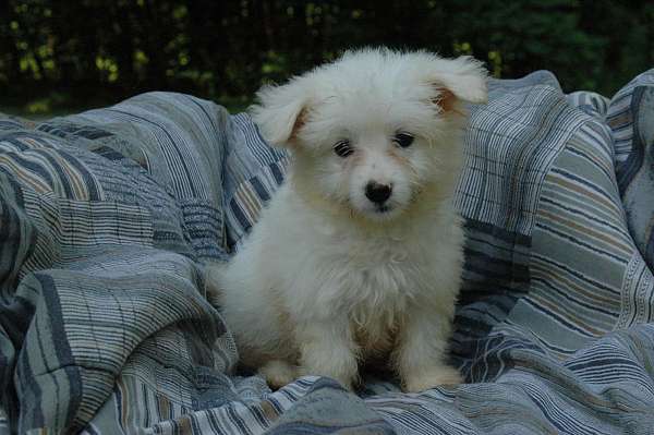 cute-puppy-coton-de-tulear