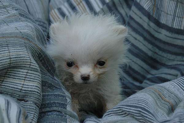 teacup-white-coton-de-tulear