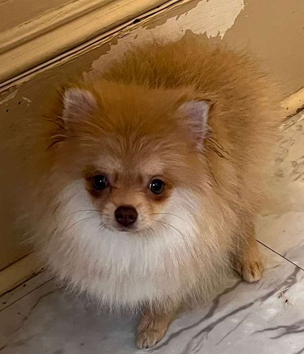 double-coated-pomeranian