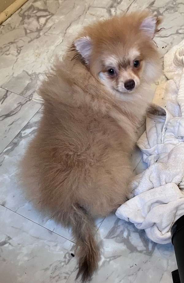 double-coated-pomeranian