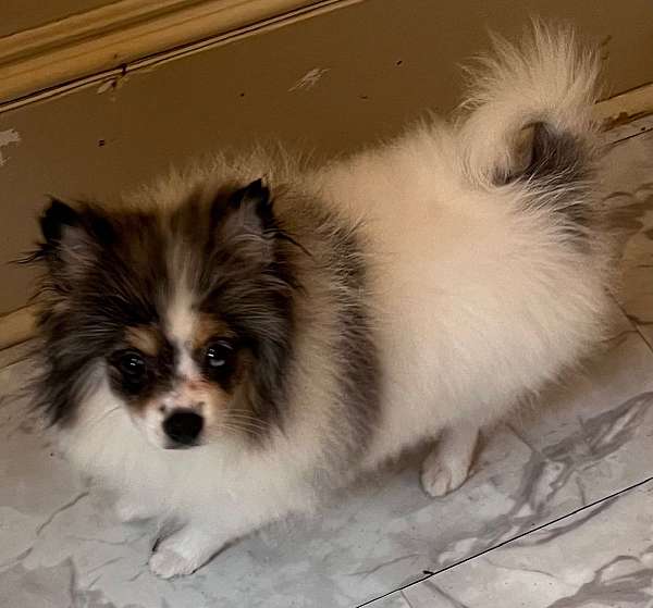 double-coated-pomeranian