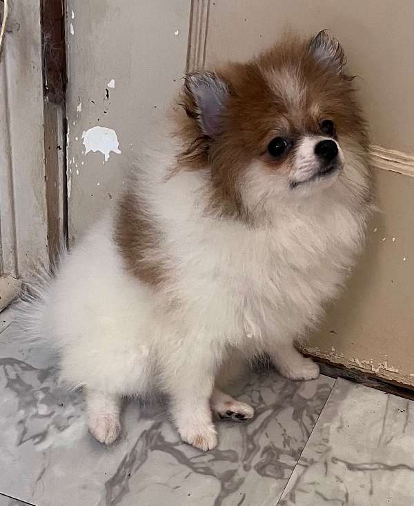 orange-white-double-coated-pomeranian