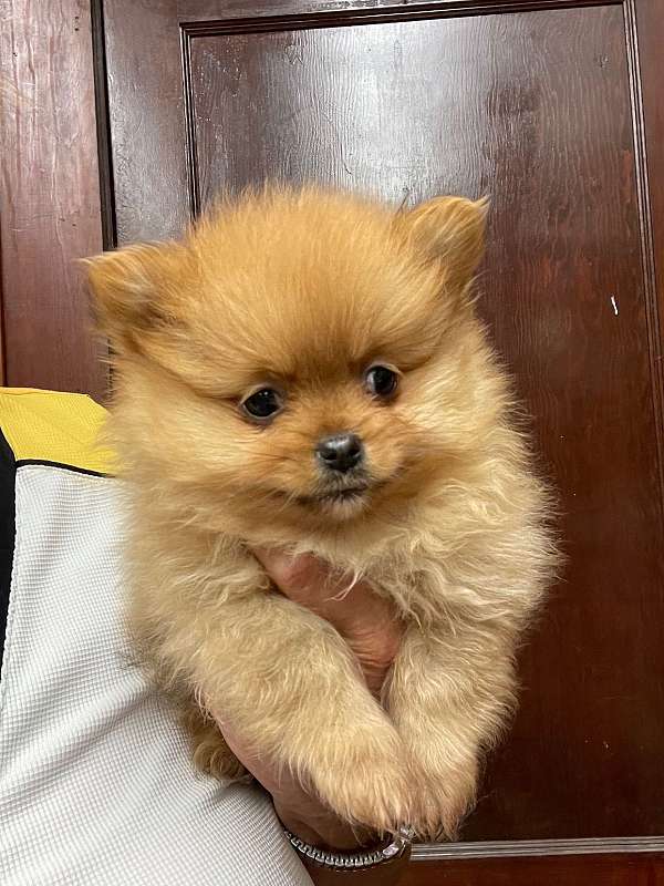 pomeranian-mariskaspomeranians-mariskaspoms-puppy