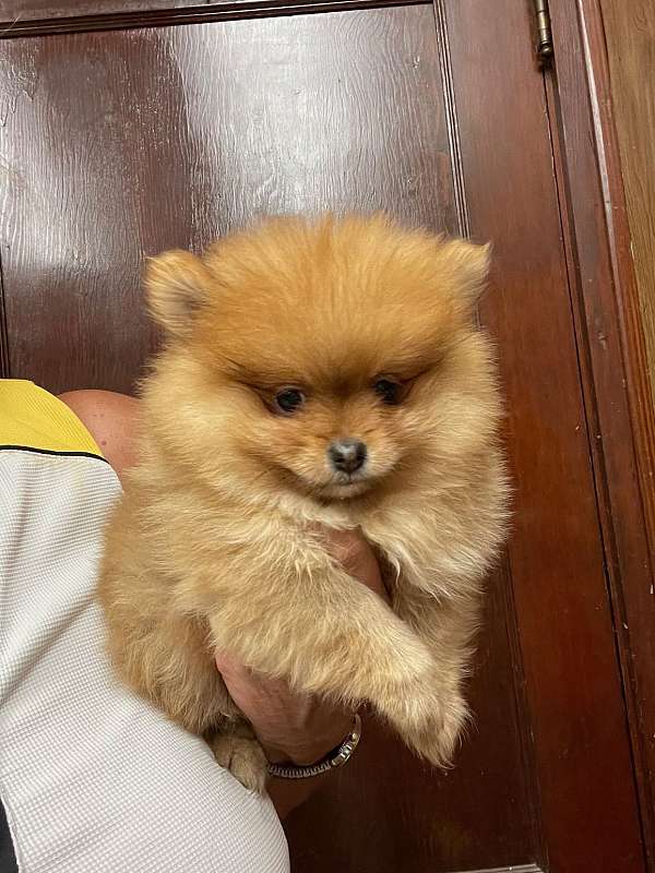 pomeranian-mariskaspomeranians-mariskaspoms