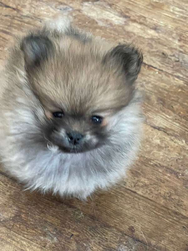 double-coated-pomeranian