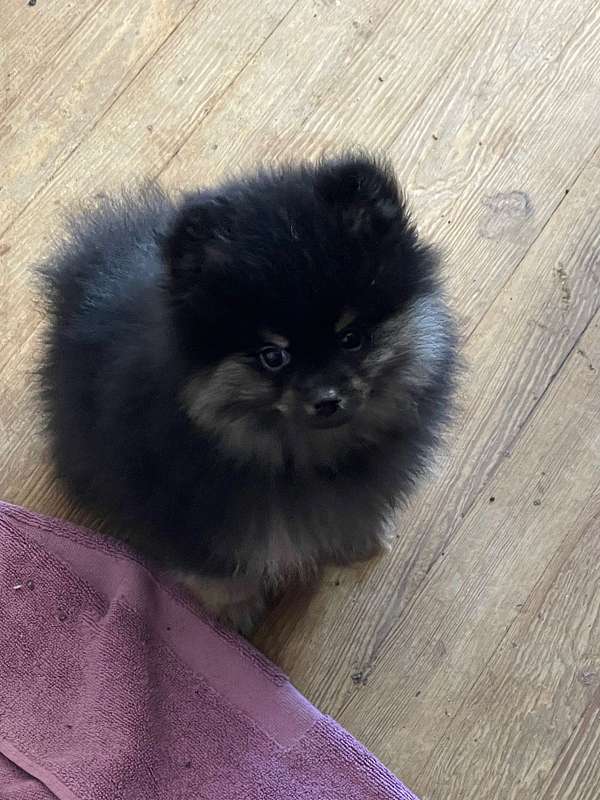 double-coated-pomeranian