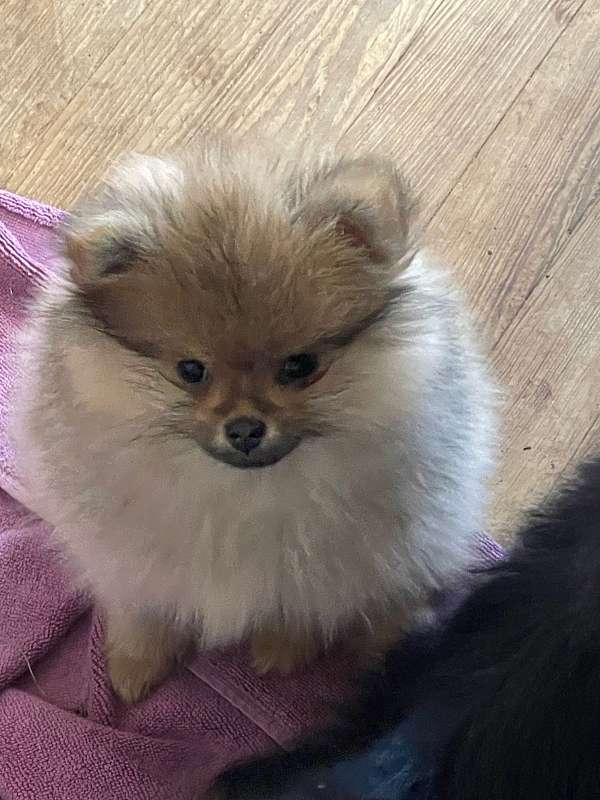 double-coated-pomeranian