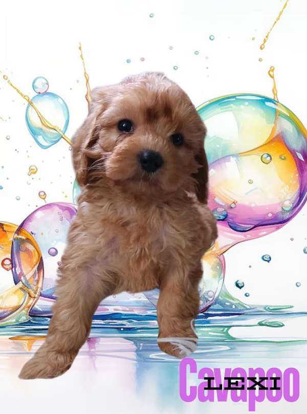 female-cavapoo-puppy